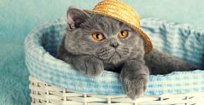 Foto: (Getty Images/iStockphoto)