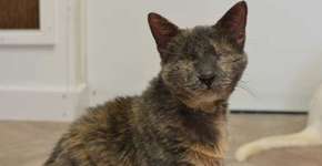 Conheça o santuário que oferece uma chance para gatos cegos