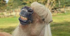 Concurso elege fotos de animais mais divertidas