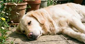 Foto: (Imagem sem texto alternativo disponivel ID [2787942])