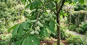 Foto: (Imagem sem texto alternativo disponivel ID [2756936])