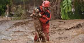 Foto: (Imagem sem texto alternativo disponivel ID [989749])