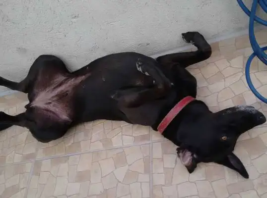 Veja alguns dos cães e gatos que já estão participando do #MostreABarriguinha!