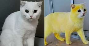 Tratamento desastroso contra fungos deixa gato todo amarelo