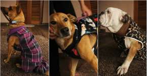 Mãe e filha vendem roupas de cães para abrigar animais resgatados