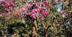 Preservação do ipê-roxo inclui estudo de suas variações genéticas