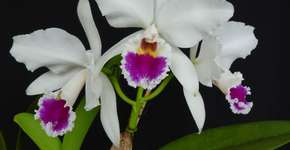 Projeto incentiva que jovens comprem flores