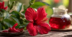 Essa planta ornamental tem flores comestíveis que viram bebida e até sobremesa