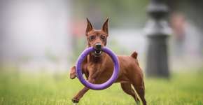 Foto: (Imagem sem texto alternativo disponivel ID [2699489])