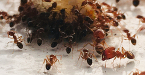 Métodos simples e naturais para acabar com invasão de formigas na sua casa