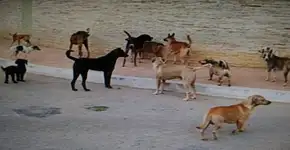 Prefeitura de Niterói recebe 182 mil assinaturas para abrigo a cães