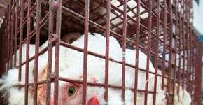 Foto: (Imagem sem texto alternativo disponivel ID [1028361])