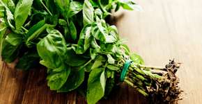 Menos dinheiro, mais verdura: 15 alimentos que você pode replantar