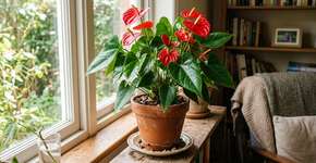 Eis como fazer o antúrio em vaso produzir flores o ano todo por muito tempo.