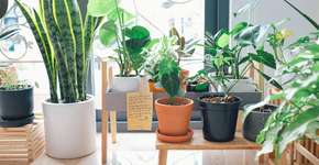 Foto: (Huy Phan/Pexels)