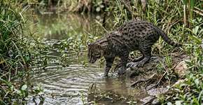 Um voluntário resgatou um gatinho de rua discreto à beira da estrada e o levou para ser examinado, descobrindo algo incrível: ele é mais precioso que diamantes