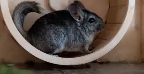 Chinchila: 10 curiosidades sobre esse pequeno roedor