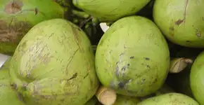 Foto: (Imagem sem texto alternativo disponivel ID [905242])