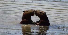 Foto: (Imagem sem texto alternativo disponivel ID [1151319])