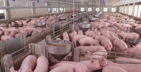 Foto: (chayakorn lotongkum/istock)