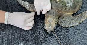 Tartaruga tem nadadeira amputada após se enroscar em linha de pesca