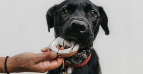 Cinco alimentos que você JAMAIS deve dar ao cão