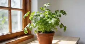 Foto: (Imagem sem texto alternativo disponivel ID [2675897])