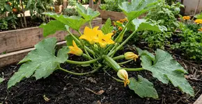 Foto: (Imagem sem texto alternativo disponivel ID [2766605])