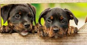 Veja 5 motivos para não comprar filhotes como presente de Natal