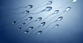 Estudo da USP revela que hipertensão prejudica sêmen ainda na fase jovem