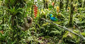 Cientistas afirmam ter descoberto uma regra universal que “liga” a evolução e funciona da mesma forma em bactérias, plantas, répteis, peixes e insetos