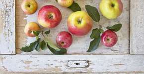 Foto: (Imagem sem texto alternativo disponivel ID [1063632])