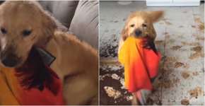 Golden retriever faz ESTRAGO em sua casa e vídeo viraliza