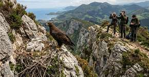 Um casal de águias-de-Bonelli fêmeas adotou e criou com sucesso três filhotes que foram colocados em seu território no País Basco, na Espanha