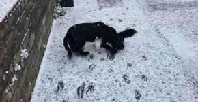 Cachorro comemora a chegada da neve e encanta a web