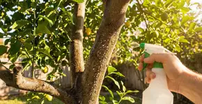 Foto: (Imagem sem texto alternativo disponivel ID [2785769])