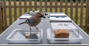 Foto: (Imagem sem texto alternativo disponivel ID [2741933])