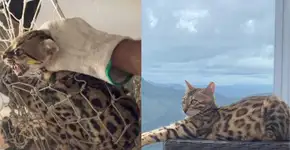 Gata de raça é confundida com onça e é solta por bombeiros em mata de BH