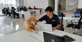 Empresa libera animais de estimação em ambiente de trabalho