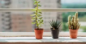 6 tipos de plantas ideais para quem vive em apartamento pequeno