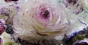 Fotógrafo congela flores e revela novas texturas