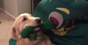 Cão ‘enlouquece’ ao ver dono fantasiado de seu brinquedo favorito