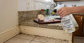 Ferva uma cabeça inteira de alho e espalhe a mistura pelos cantos da sua casa: muitos se surpreendem com a rapidez com que as formigas recuam depois disso