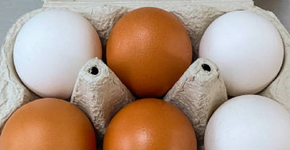 Ovo branco VS ovo marrom: o que realmente importa na hora da escolha