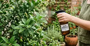 Borrifar água com bicarbonato de sódio nas folhas do limoeiro: por que funciona