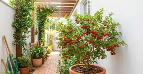 Foto: (Imagem sem texto alternativo disponivel ID [2787610])