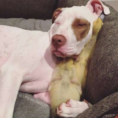 Cães resgatados 'adotam' dois patinhos abandonados