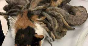 Gata resgatada coberta de ‘dreadlocks’ passa por transformação