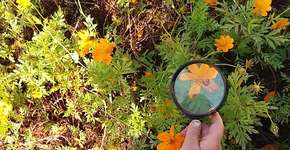 Foto: (Imagem sem texto alternativo disponivel ID [1859670])