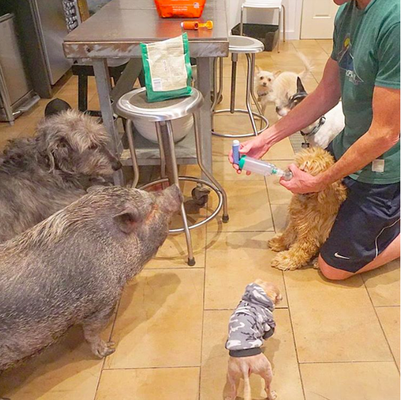 Homem dedica sua vida a cuidar de animais idosos e doentes